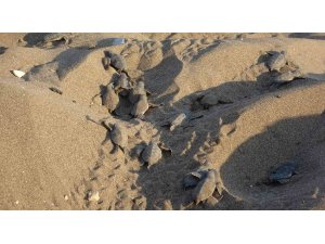 Mersin sahillerinde deniz kaplumbağalarının ilk yavruları Akdeniz’le buluştu