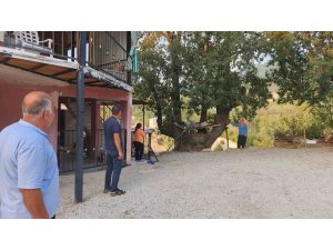 Dallarıyla "Allah" lafzı yazılı asırlık ağaç ilgi çekiyor