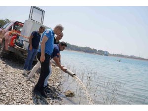 Adana’da yetişen 10 milyon 500 bin yavru sazan 12 ilde 129 göl ve göletlere bırakıldı