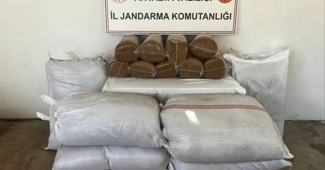 Gazipaşa’da 800 kilo bandrolsüz tütün ele geçirildi