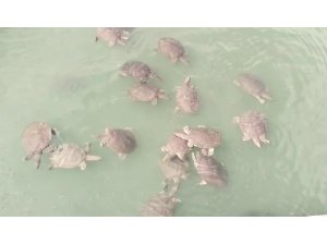 Antalya’da saldırgan Nil kaplumbağası uyarısı