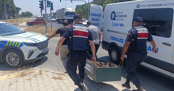 Kanserle savaşını kazandı, trafikte hayatını kaybetti