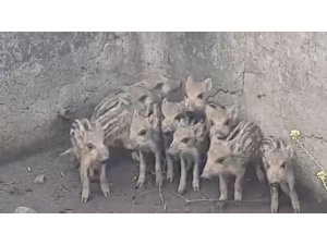 Sulama havuzuna düşen 10 domuz yavrusu kurtarıldı
