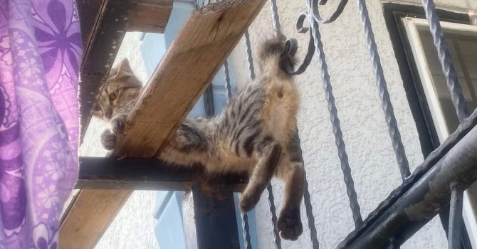 Balkon korkuluklarına sıkışan kediyi itfaiye ekipleri kurtardı