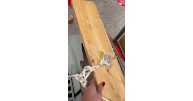 Uçağın kargo bölümüne verdiği evcil hayvanlarını teslim alınca çılgına döndü