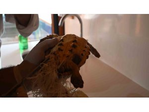 Çuvala dolanmış halde yaralı bulunan Caretta caretta denizle buluştu