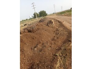 Mahalleye atılan tavuk pisliği kokusu vatandaşı çileden çıkardı