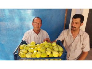 Mersin’de Mut beyaz inciri altın yılını yaşıyor