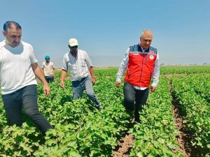 Hatay’da pamuk tarlaları incelendi