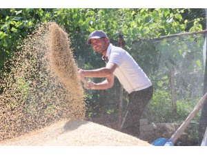 Korkuteli Yeşiloba Yaylası’nda hibe tohumların buğday hasadı başladı