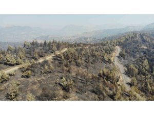 Kahramanmaraş’ta yangın sonrası küle dönen ormanlık alan dronla görüntülendi