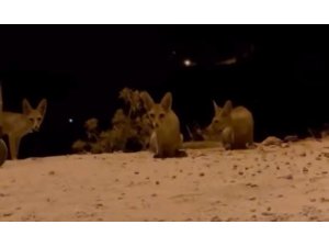 Antalya’da aç kalan tilki yavrularını kraker ve bisküviyle beslediler