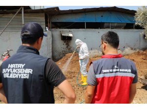 Hatay’da Akdeniz meyve sineğiyle mücadele sürüyor