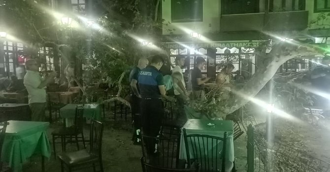 Asırlık çınarın dalı kalabalığın üzerine düştü: 1 yaralı
