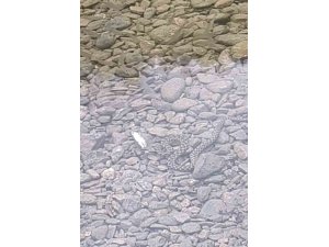 Osmaniye’de yılanın balık avı kamerada