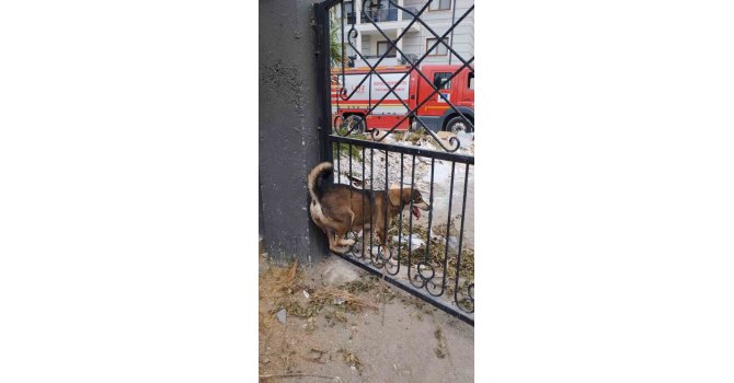 Demir korkuluklara sıkışan köpek itfaiye ekiplerince kurtarıldı