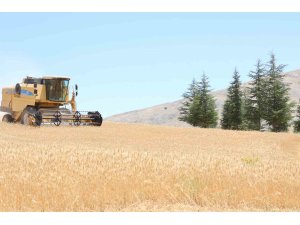 Halk Ekmek için buğday hasadı başladı