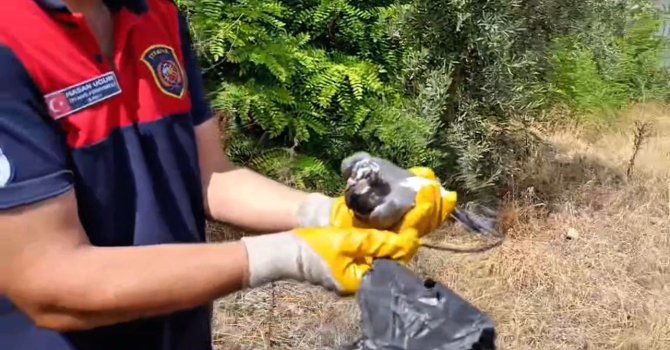 Ayağına poşet dolanan kuşu itfaiye kurtardı