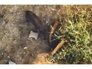 Domuzlar yazlıkların bahçesinde yiyecek aradı