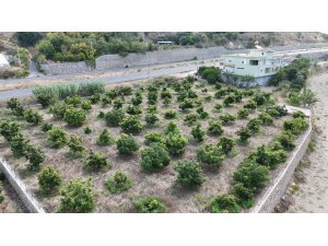 Alanya’da erkenci Clifton cinsi avokado hasadı başladı