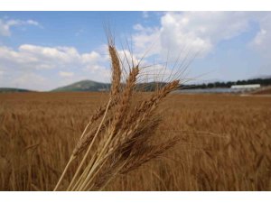 Atıl araziler ekonomiye kazandırıldı: Yerli tohumla rekolte yüz güldürdü