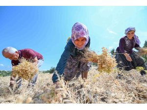 Gülnar’da atalık tohum desteğiyle üretilen nohutlar hasat edildi