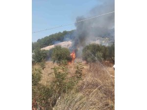 Kumluca’da çıkan yangında bir dönüm zeytinlik alan yandı