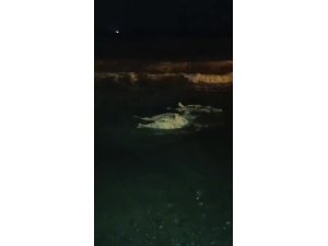 Akdeniz’e düşen angus kıyıya vurdu