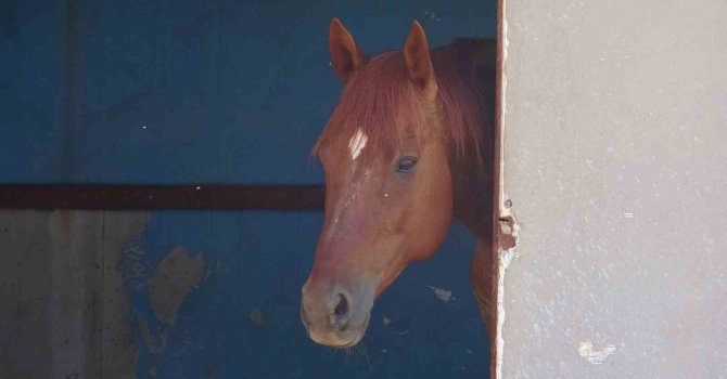 Attan beklenmedik hareket: Babasının kucağındaki çocuğu ısırarak alıp havaya fırlattı