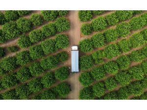 Limonda fiyatı düşürecek hasat başladı