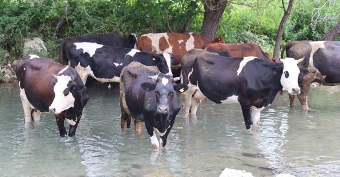 Sıcaklar bunalttı, hayvanlar suya girerek serinledi