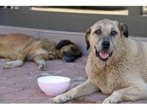 Antalya’nın denizi bile yanıyor:  Termometreler 45, deniz suyu 32 derece