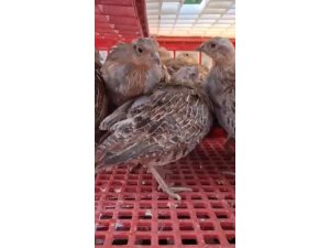 Kene ile mücadele için doğaya 200 çil keklik salındı