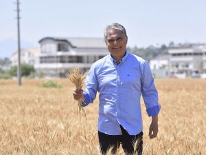 Antalya’nın kalbinde sapsarı buğday tarlası
