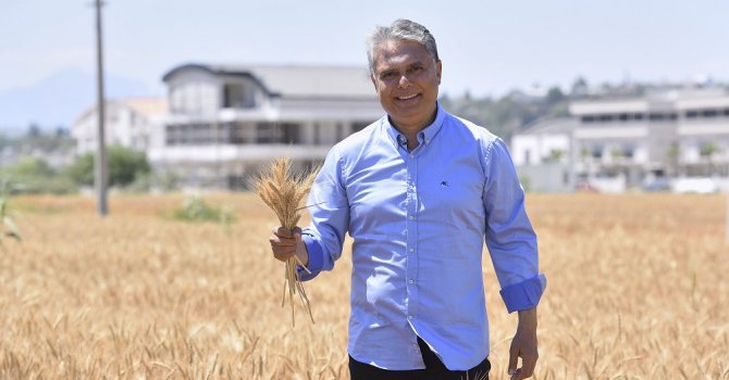 Antalya’nın kalbinde sapsarı buğday tarlası