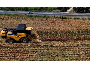 Çukurova’da mısır hasadı başladı: 1,5  milyon ton mısır rekolte bekleniyor