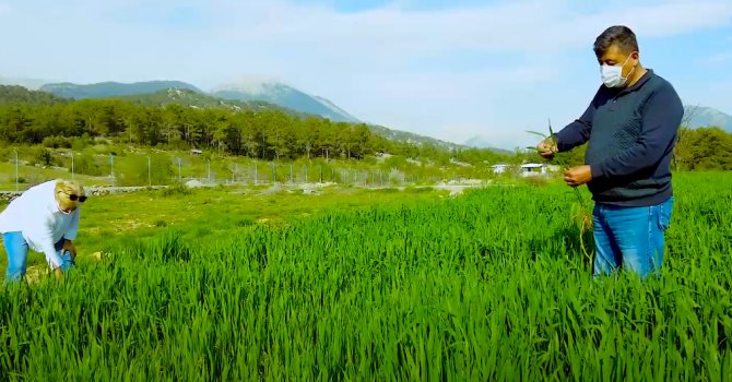 Büyükşehir Belediyesi atıl tarım alanlarını üretime kazandırıyor