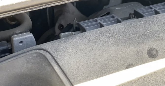 Dakikalarca mücadele vererek araç kaputundan miyavlama sesiyle kurtardığı yavru kedinin kendi kedisi olduğu ortaya çıktı