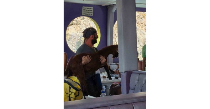 Alanya’da 3 gündür mahsur kalan dağ keçisini tur teknecileri kurtardı