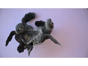 Manavgat’ta ender rastlanan olay: Siyam ikizi Caretta caretta yavrusu bulundu