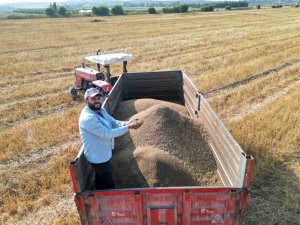 Türkiye’nin maydanoz tohumu ihtiyacının yüzde 75’inin karşılandığı ilçede bereketli hasat başladı