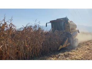 Osmaniye’de kuraklık, mısırda verimi düşürdü