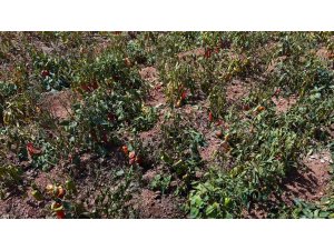 Aşırı sıcaklar tarladaki biberi yaktı