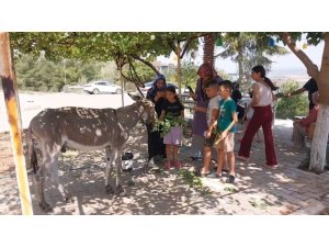 Osmaniye’nin sokak misafiri eşek, şefkatli ellere emanet