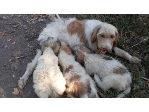 Çukura düşen köpeği itfaiye ekipleri kurtardı