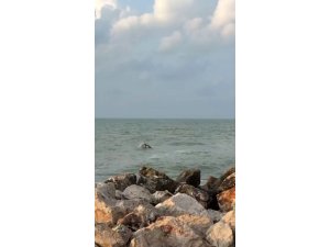 Karataş’ta yunuslar görüntülendi