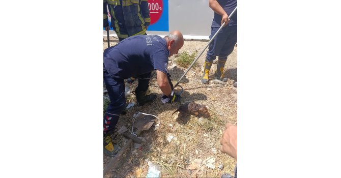 Kuyuya düşen yavru köpek kurtarıldı