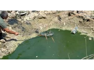 Sıcaktan dolayı kuruyan sazlıktaki balıklar telef olmaktan kurtarıldı