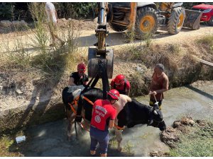Sulama kanalına düşen inek itfaiye ekiplerince kurtarıldı