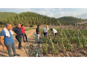 Adana’da atıl araziler domates üretim merkezi oldu